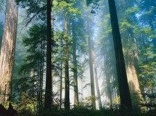 The California Redwoods.
Courtesy of pulsarmedia.com