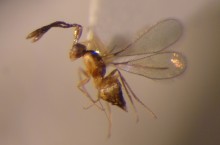Courtesy of Entomology Research Museum, UC Riverside