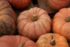 09Features_Halloween_Courtesy of Pexels