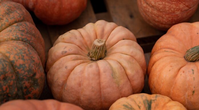 eatures_Halloween_Courtesy of Pexels