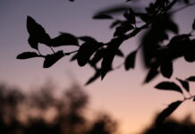 eatures_Love_Grace Sun / The Highlander