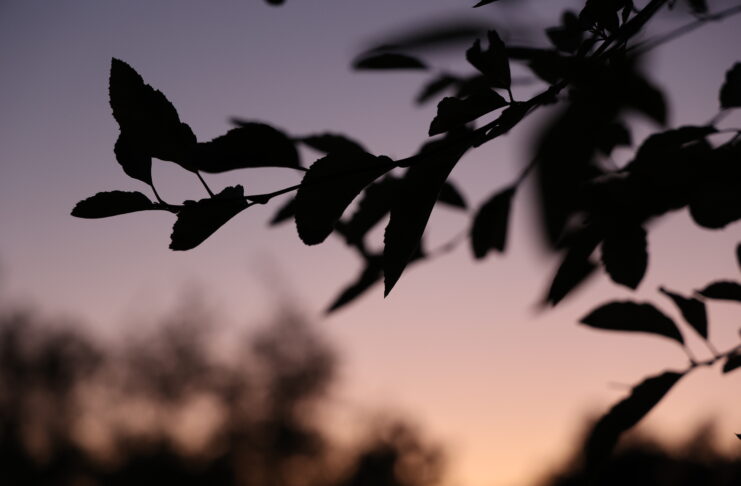 eatures_Love_Grace Sun / The Highlander