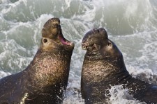 Northern Elephant Seal, Piedras Blancas, San Simeon, CA 02feb200