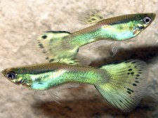 guppies