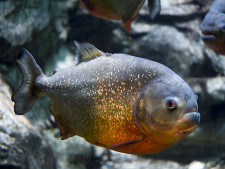 Red bellied Piranha