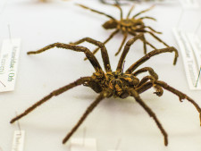 News.Spiders.01.CMYK_.tb_