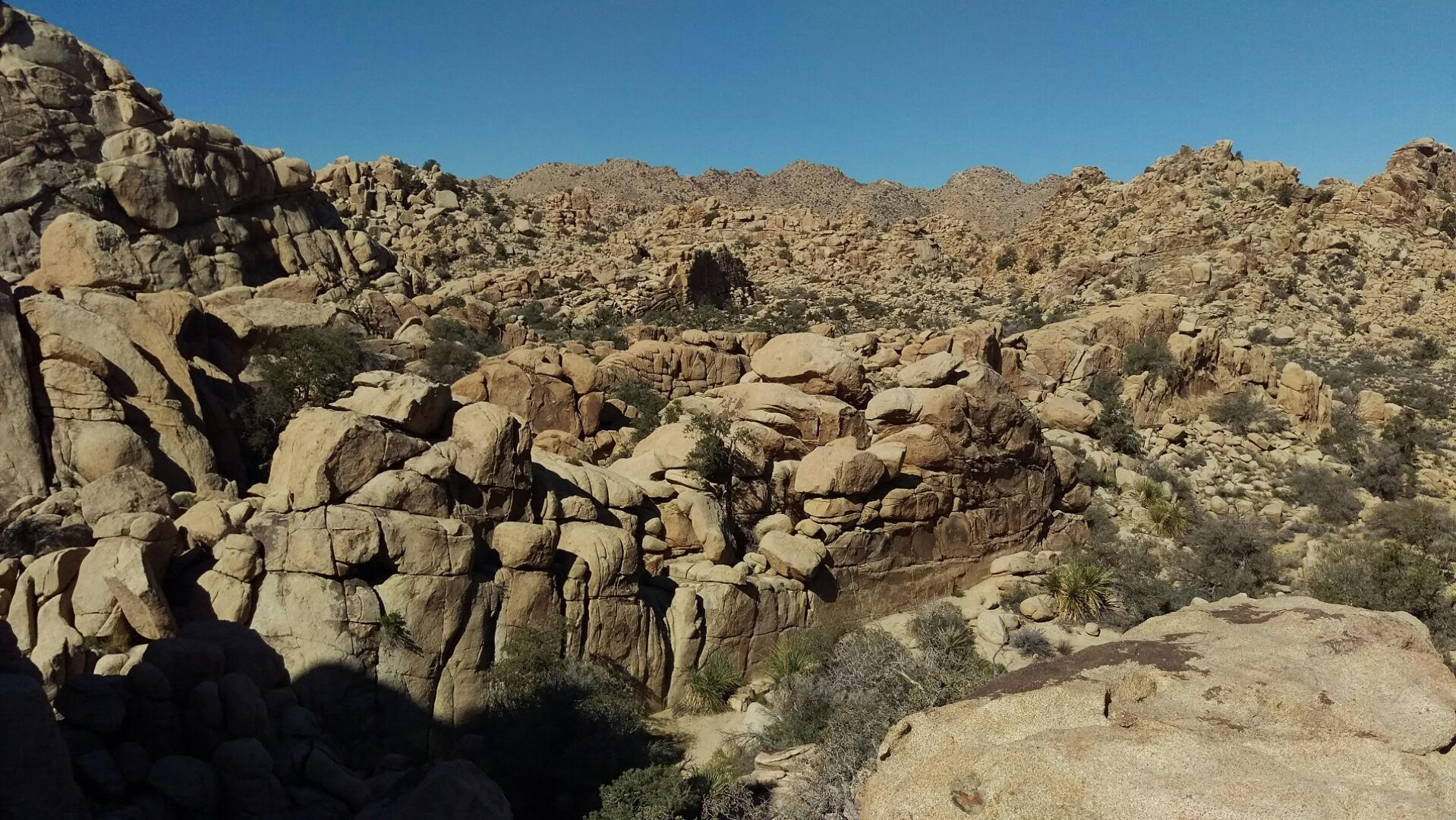 joshua-tree