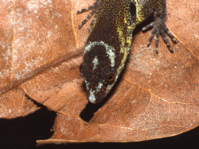 news-geico-wikicommons
