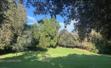 A.I. Knoll