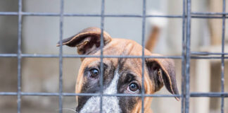 Riverside City Council approves millions for animal services