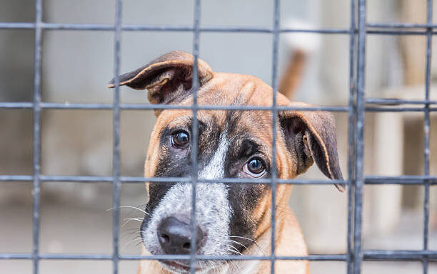Shelter for homeless dogs, waiting for a new owner