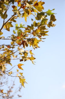 Feat_Fall Date1_Grace Sun _ The Highlander