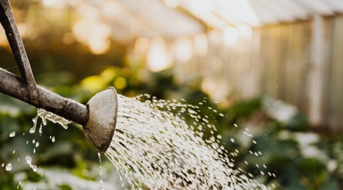 Feat_RGarden2_Courtesy of Pexels
