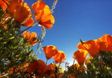 Feat_Superbloom 3_Grace Sun _ The Highlander