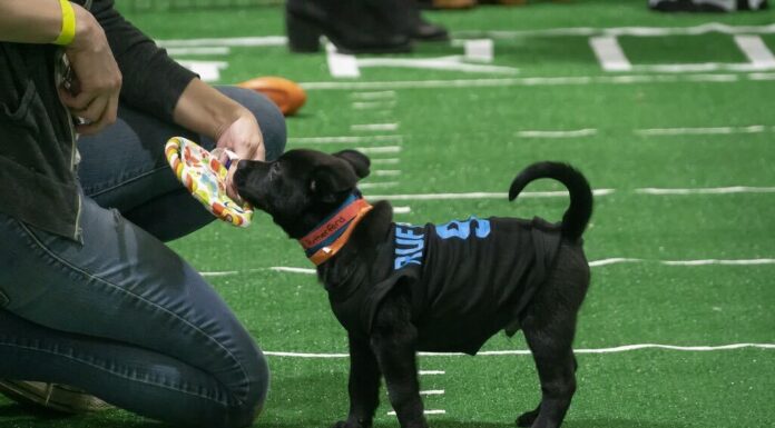 Puppy Bowl 2024