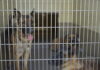 Riverside County Animal Shelters verge on critically overcrowded status