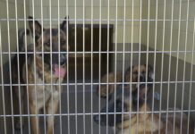 Riverside County Animal Shelters verge on critically overcrowded status