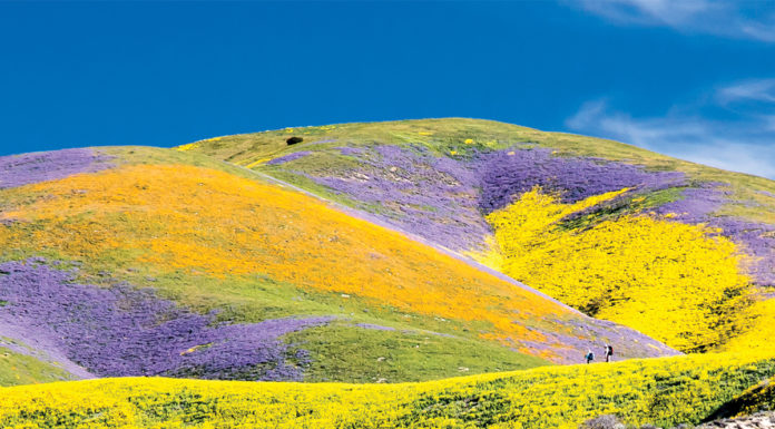 The California “Super Bloom” and increase in wildfire devastation