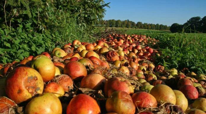 Hunger and food waste in America