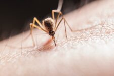 News_Mosquito 2_Courtesy of Pexels