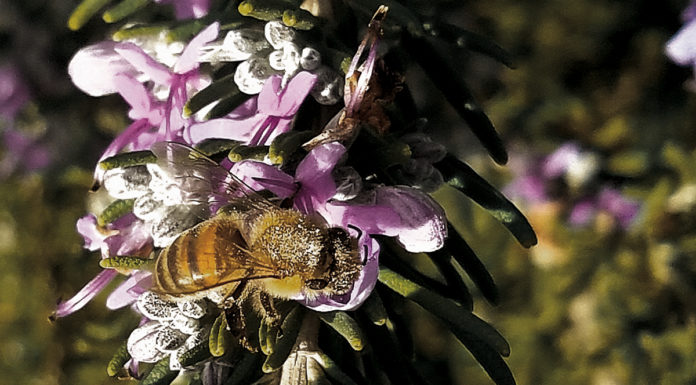 UCR’s Department of Entomology conducts research on bee mite pathogens