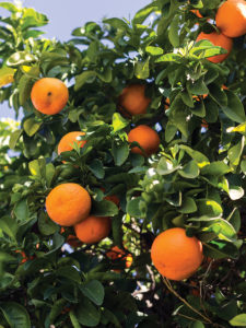 news.OrangeGroves.02.CMYK.al