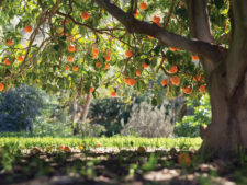 news.OrangeGroves.06.CMYK.al