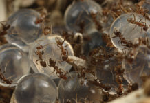 Researchers at UCR develop new methods to fight ant infestations