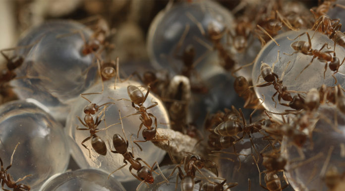 Researchers at UCR develop new methods to fight ant infestations