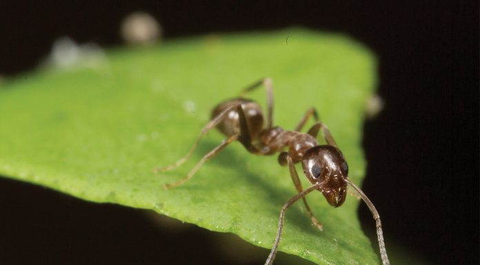 UCR research shows how Argentine ants have been a successful invasive species
