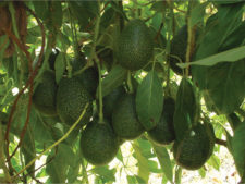 news.avacado.ucrtoday