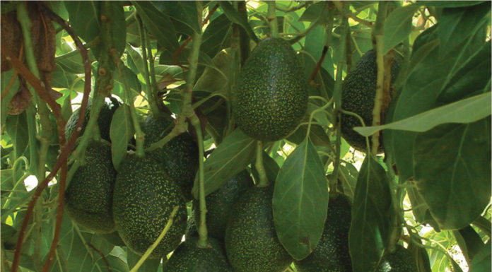 UCR aims to lead charge toward creating an improved avocado