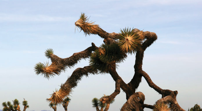 UCR researchers weigh in on damage to Joshua Tree National Park due to government shutdown