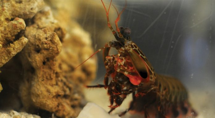 UCR research on mantis shrimp claws provides insight on producing stronger and lighter material