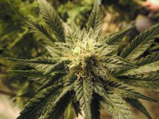 news.weed.pixabay