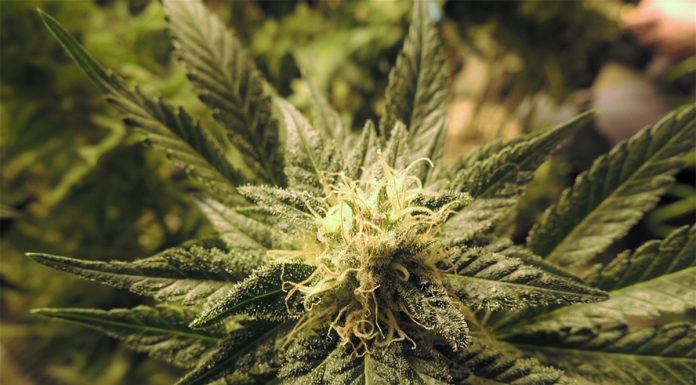 Proposition 64: Riverside anticipates effects of legalization