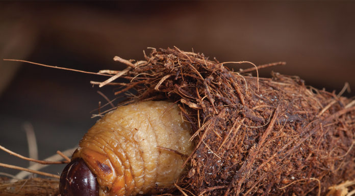 UCR scientists continue efforts to combat weevils