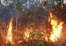 The Amazon fires must be approached with both haste and caution