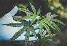 It’s high time cannabis received the in-depth research attention it deserves