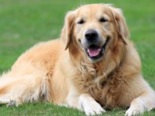 ops.dog2.publicdomainpictures