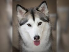 ops.dog3.wikimediacommons