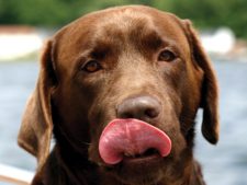 ops.dog4.wikimediacommons