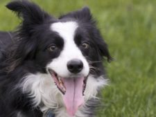 ops.dog6.wikimediacommons