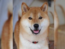 ops.dog8.wikimediacommons