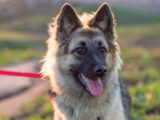 ops.germanshepherd.lydiatsou.highlander