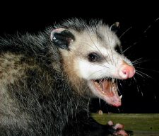 possum