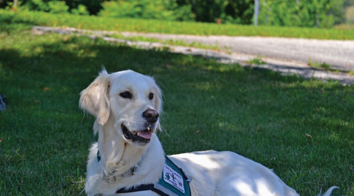Service animals on campus disrupted by students, staff and faculty